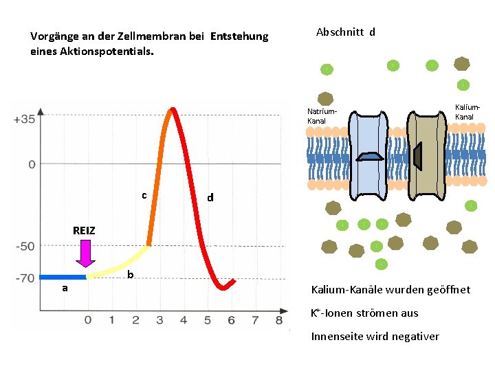 Vorgänge an der Zellmembran bei Entstehung eines Aktionspotentials. Abschnitt d N a K+ N