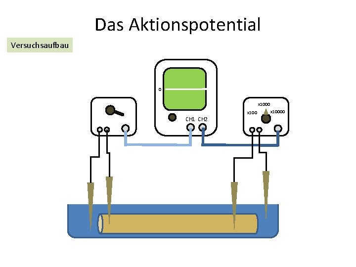 Das Aktionspotential Versuchsaufbau 0 CH 1 CH 2 x 10000 