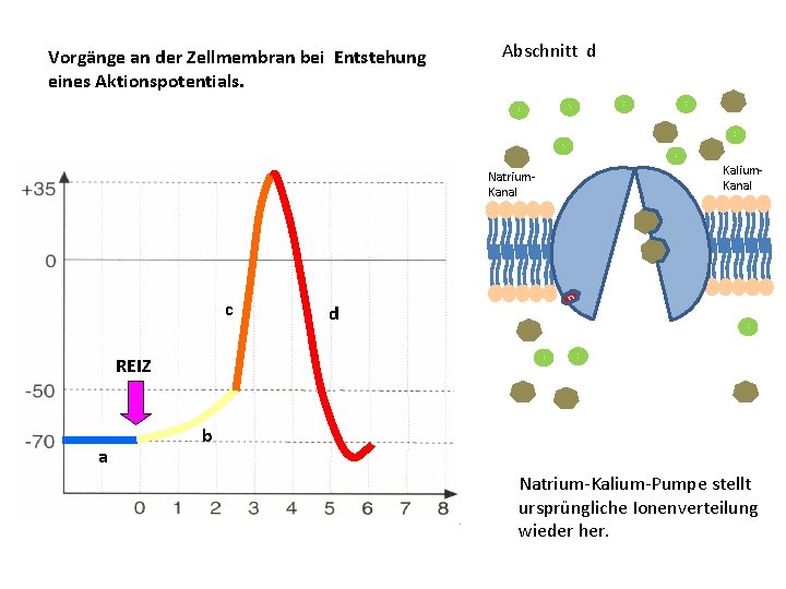 Vorgänge an der Zellmembran bei Entstehung eines Aktionspotentials. Abschnitt d N a N a