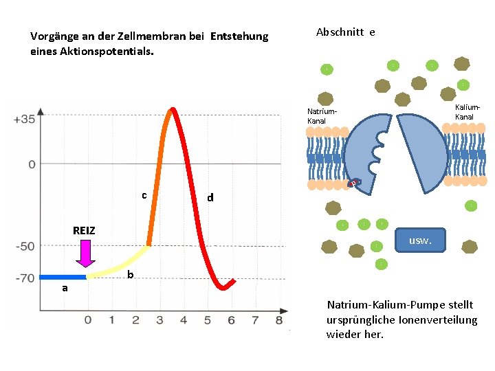 Vorgänge an der Zellmembran bei Entstehung eines Aktionspotentials. Abschnitt e N a K+ N