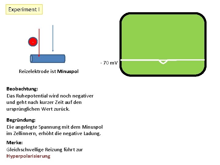 Experiment I - - 70 m. V Reizelektrode ist Minuspol Beobachtung: Das Ruhepotential wird