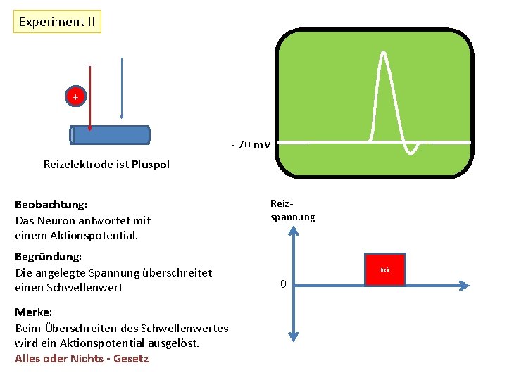 Experiment II + - 70 m. V Reizelektrode ist Pluspol Beobachtung: Das Neuron antwortet