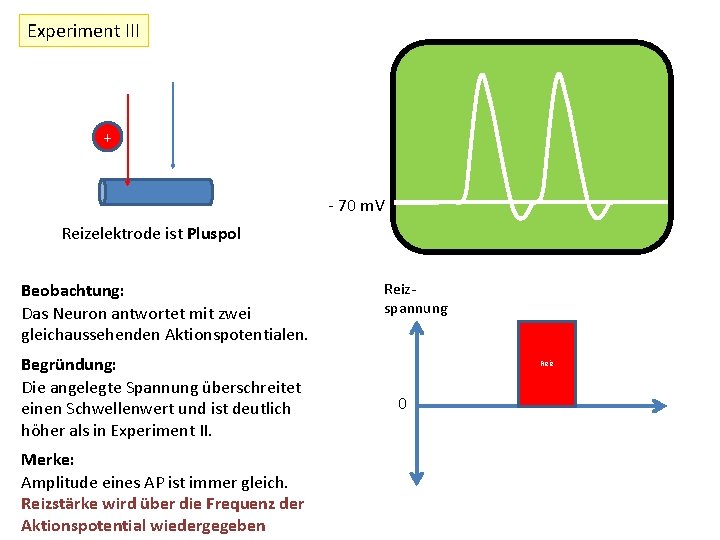 Experiment III + - 70 m. V Reizelektrode ist Pluspol Beobachtung: Das Neuron antwortet