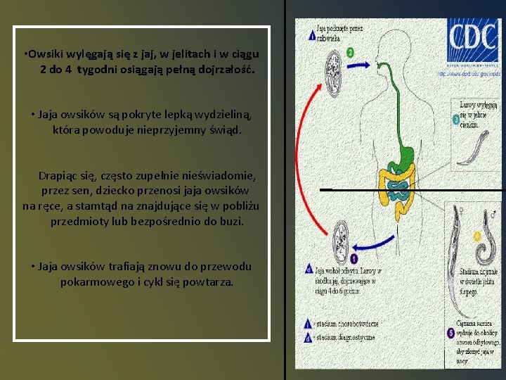  • Owsiki wylęgają się z jaj, w jelitach i w ciągu 2 do