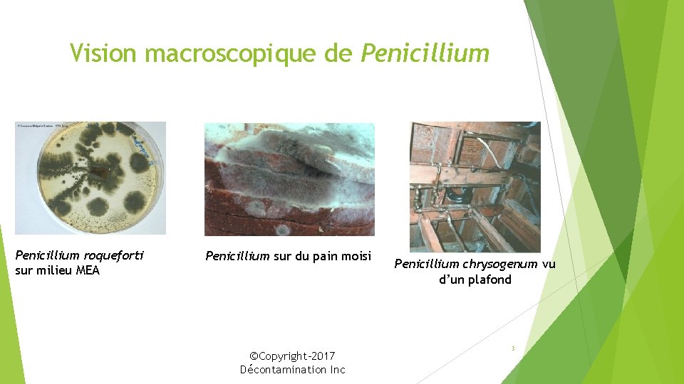 Vision macroscopique de Penicillium roqueforti sur milieu MEA Penicillium sur du pain moisi ©Copyright-2017