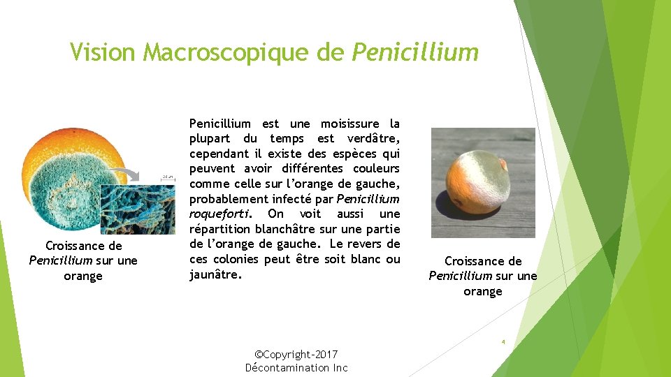 Vision Macroscopique de Penicillium Croissance de Penicillium sur une orange Penicillium est une moisissure