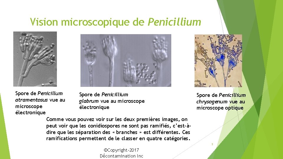 Vision microscopique de Penicillium Spore de Penicillium atramentosus vue au glabrum vue au microscope
