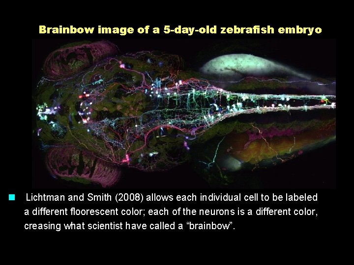 Brainbow image of a 5 -day-old zebrafish embryo n Lichtman and Smith (2008) allows