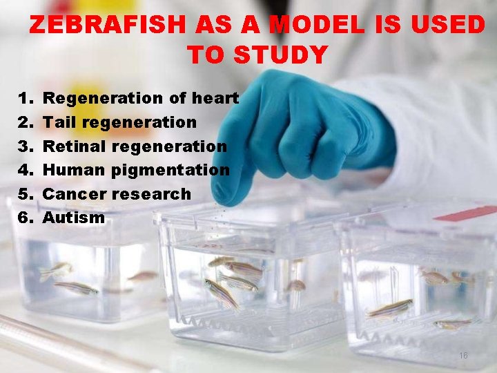 ZEBRAFISH AS A MODEL IS USED TO STUDY 1. 2. 3. 4. 5. 6.