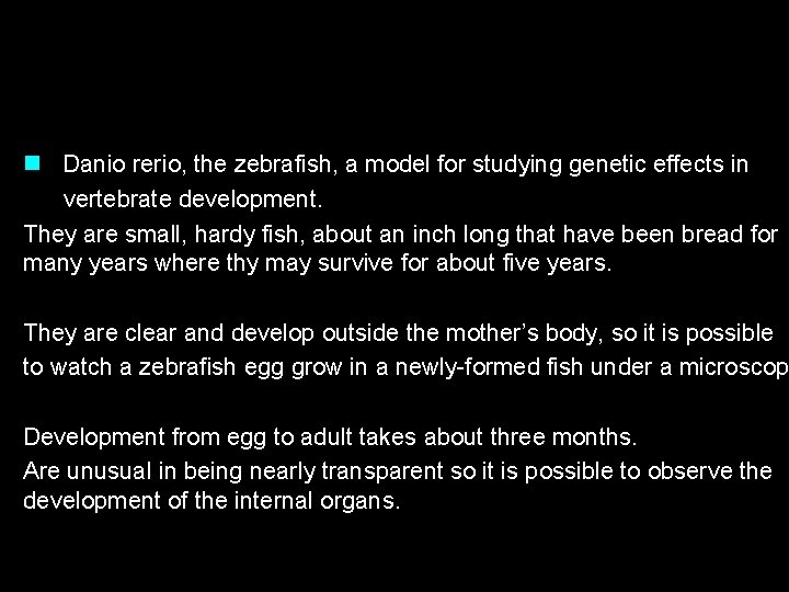 n Danio rerio, the zebrafish, a model for studying genetic effects in vertebrate development.