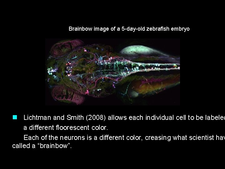 Brainbow image of a 5 -day-old zebrafish embryo n Lichtman and Smith (2008) allows
