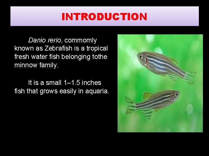 INTRODUCTION Danio rerio, commomly known as Zebrafish is a tropical fresh water fish belonging