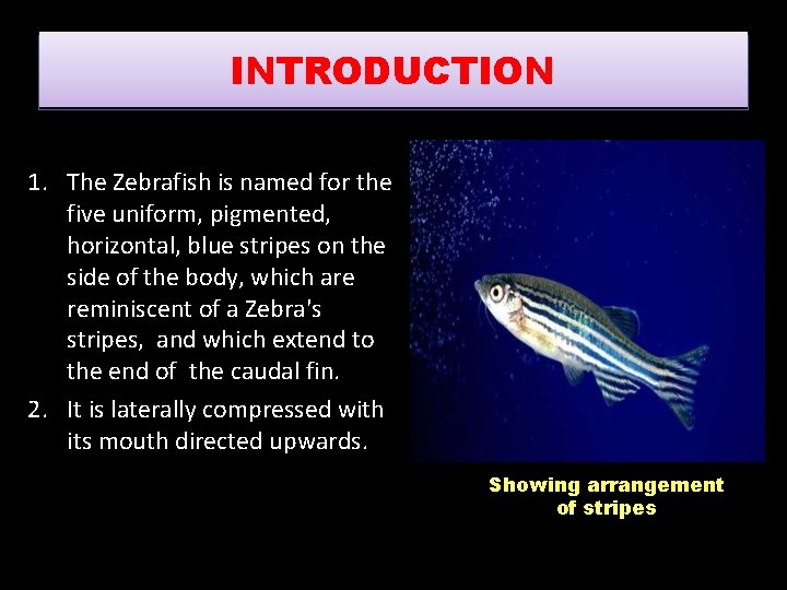 INTRODUCTION 1. The Zebrafish is named for the five uniform, pigmented, horizontal, blue stripes