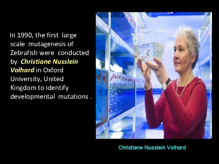 In 1990, the first large scale mutagenesis of Zebrafish were conducted by Christiane Nusslein