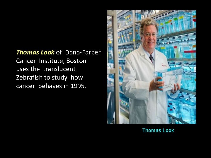 Thomas Look of Dana-Farber Cancer Institute, Boston uses the translucent Zebrafish to study how