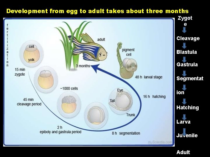 Development from egg to adult takes about three months Zygot e Cleavage Blastula Gastrula