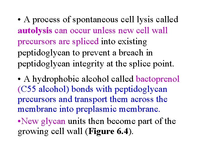  • A process of spontaneous cell lysis called autolysis can occur unless new