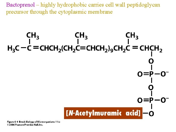 Bactoprenol – highly hydrophobic carries cell wall peptidoglycan precursor through the cytoplasmic membrane 