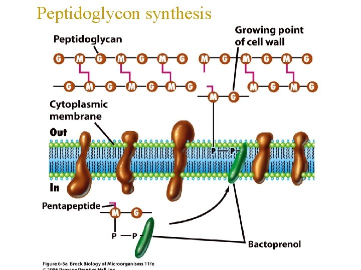 Peptidoglycon synthesis 