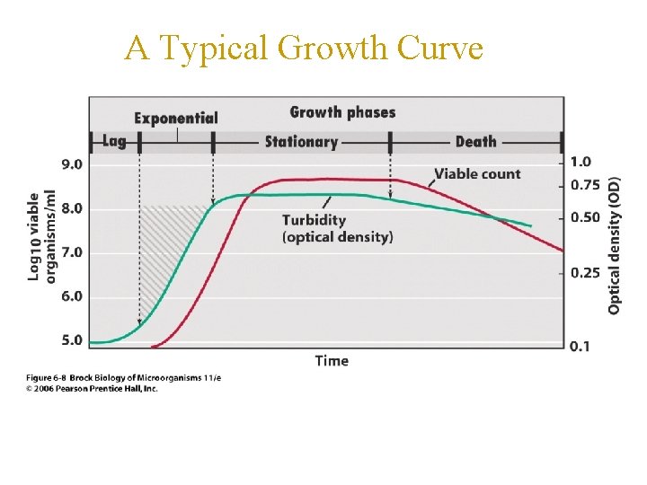 A Typical Growth Curve 
