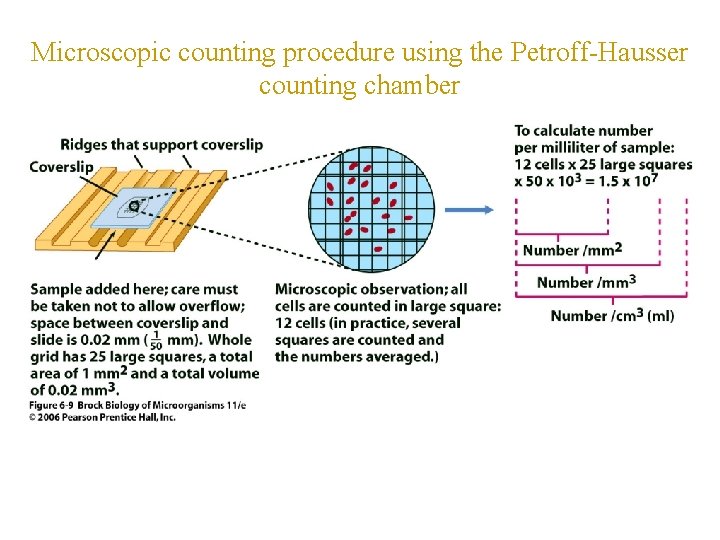 Microscopic counting procedure using the Petroff-Hausser counting chamber 