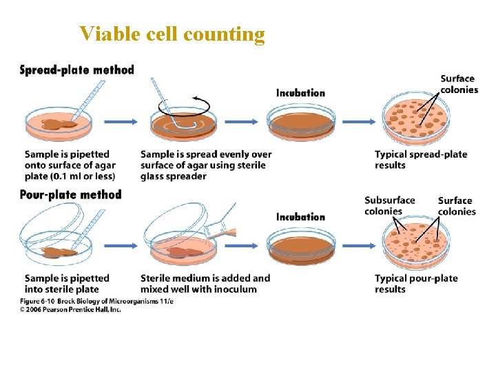 Viable cell counting 