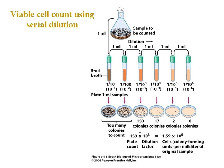 Viable cell count using serial dilution 