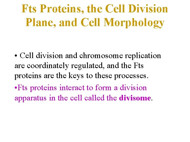 Fts Proteins, the Cell Division Plane, and Cell Morphology • Cell division and chromosome