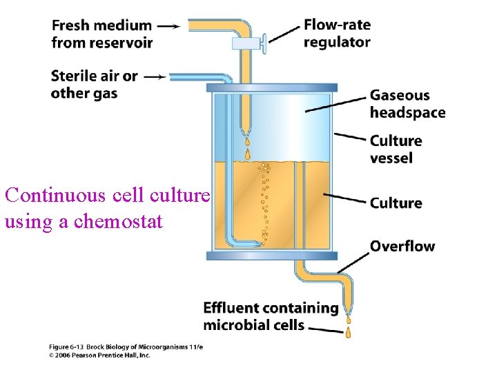 Continuous cell culture using a chemostat 