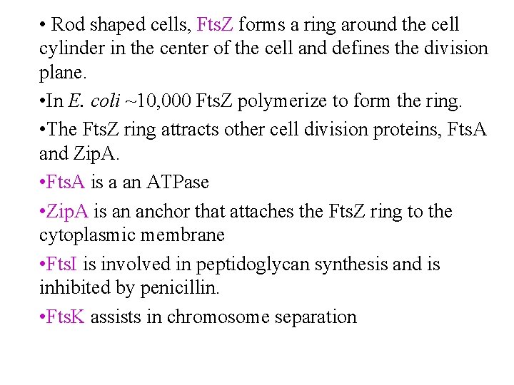  • Rod shaped cells, Fts. Z forms a ring around the cell cylinder