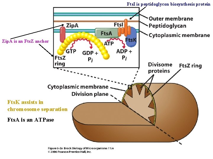 Fts. I is peptidoglycon biosynthesis protein Zip. A is an Fts. Z anchor Fts.