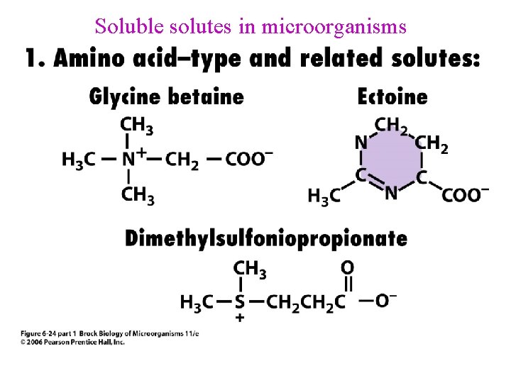 Soluble solutes in microorganisms 