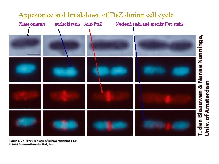 Appearance and breakdown of Fts. Z during cell cycle Phase contrast nucleoid stain Anti-Fts.