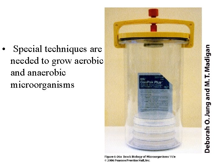  • Special techniques are needed to grow aerobic and anaerobic microorganisms 