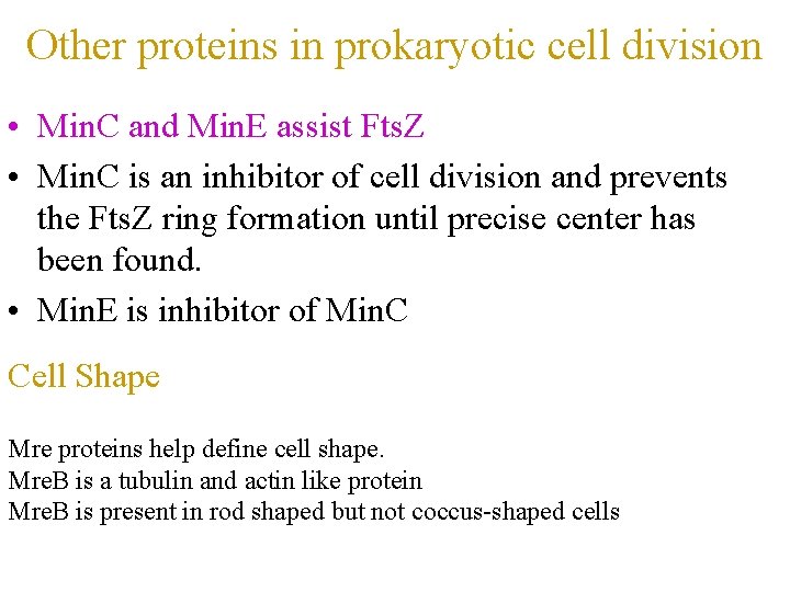 Other proteins in prokaryotic cell division • Min. C and Min. E assist Fts.