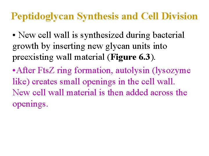 Peptidoglycan Synthesis and Cell Division • New cell wall is synthesized during bacterial growth