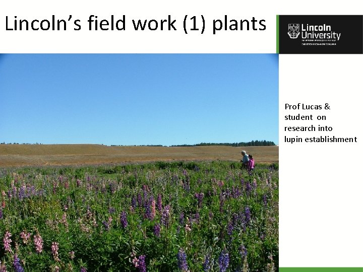 Lincoln’s field work (1) plants Prof Lucas & student on research into lupin establishment