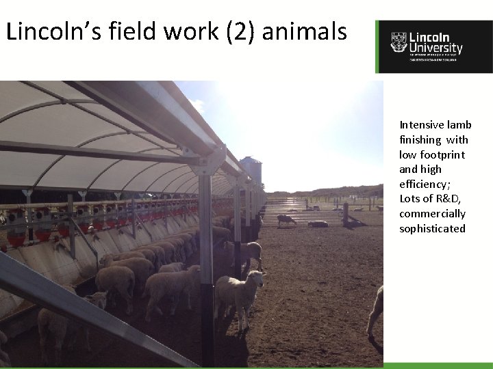 Lincoln’s field work (2) animals Intensive lamb finishing with low footprint and high efficiency;