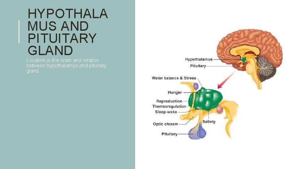 HYPOTHALA MUS AND PITUITARY GLAND Location in the brain and relation between hypothalamus and