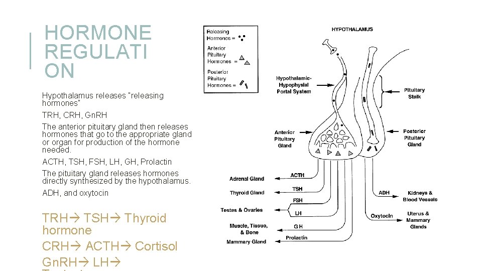 HORMONE REGULATI ON Hypothalamus releases “releasing hormones” TRH, CRH, Gn. RH The anterior pituitary
