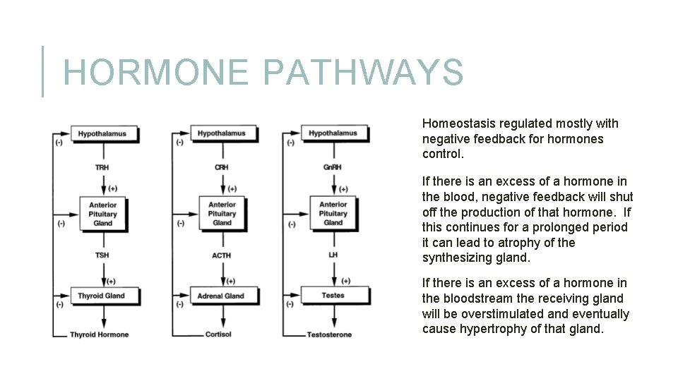 HORMONE PATHWAYS Homeostasis regulated mostly with negative feedback for hormones control. If there is