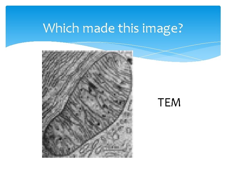 Which made this image? TEM 