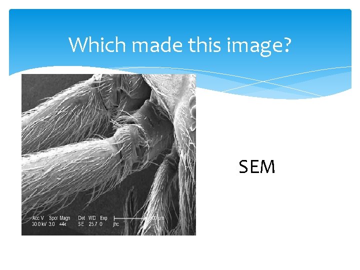 Which made this image? SEM 