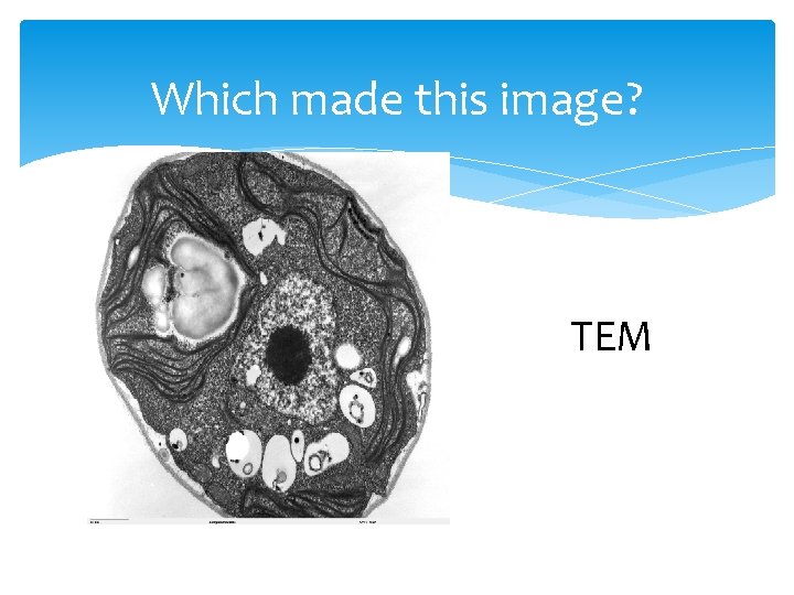 Which made this image? TEM 