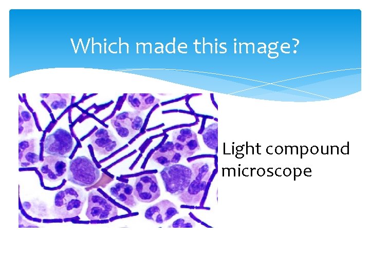 Which made this image? Light compound microscope 