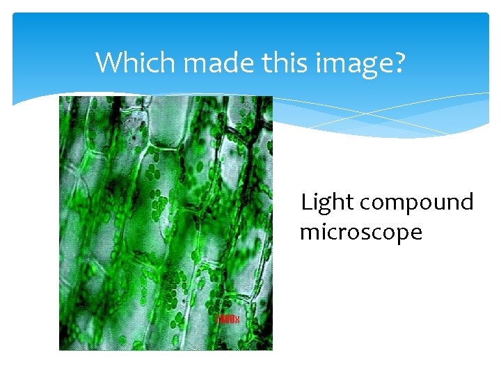 Which made this image? Light compound microscope 