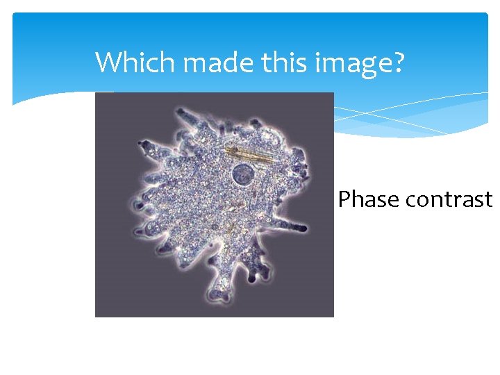 Which made this image? Phase contrast 