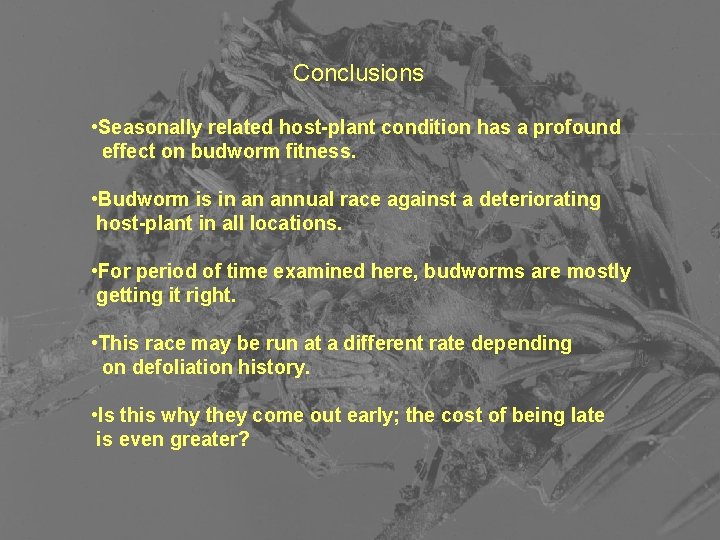 Conclusions • Seasonally related host-plant condition has a profound effect on budworm fitness. •