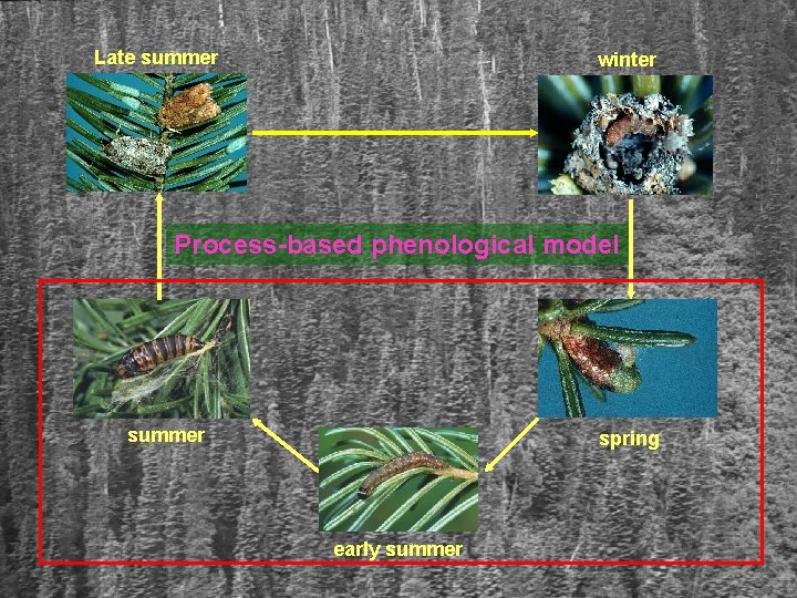 Late summer winter Process-based phenological model summer spring early summer 