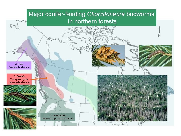 Major conifer-feeding Choristoneura budworms in northern forests C. orae Coastal budworm C. biennis Two-year